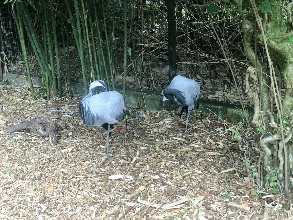 Demoiselle Cranes at the Dierenpark De Oliemeulen zoo