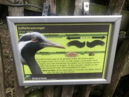 Explanation on the Demoiselle Crane at the Dierenpark De Oliemeulen zoo