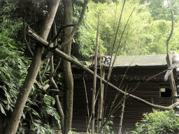 Ring-tailed Lemurs at the Dierenpark De Oliemeulen zoo