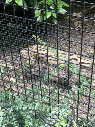 Serval at the Dierenpark De Oliemeulen zoo