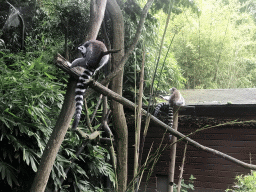 Ring-tailed Lemurs at the Dierenpark De Oliemeulen zoo