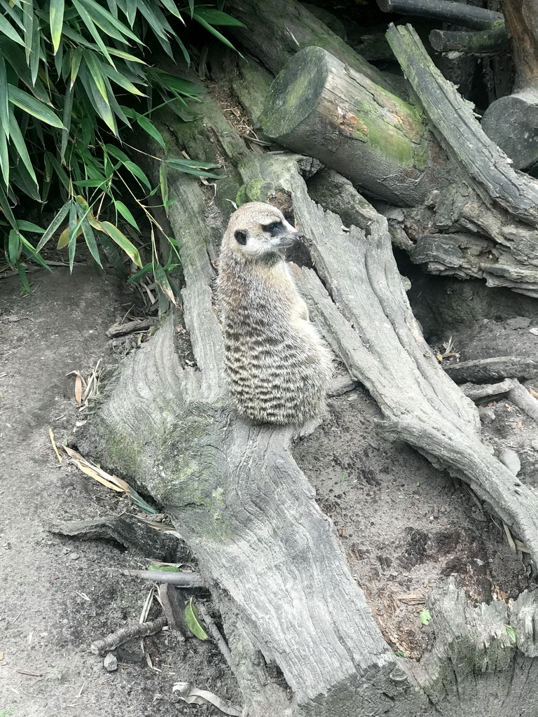 Meerkat at the Dierenpark De Oliemeulen zoo