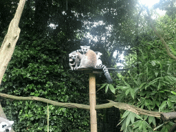 Ring-tailed Lemurs at the Dierenpark De Oliemeulen zoo