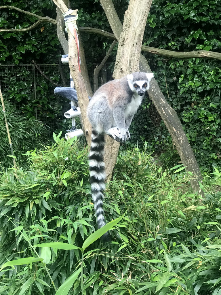 Ring-tailed Lemur at the Dierenpark De Oliemeulen zoo