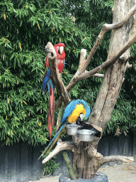 Blue-and-yellow Macaw and Red-and-green Macaw at the Dierenpark De Oliemeulen zoo