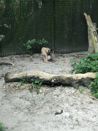 Caracal at the Dierenpark De Oliemeulen zoo