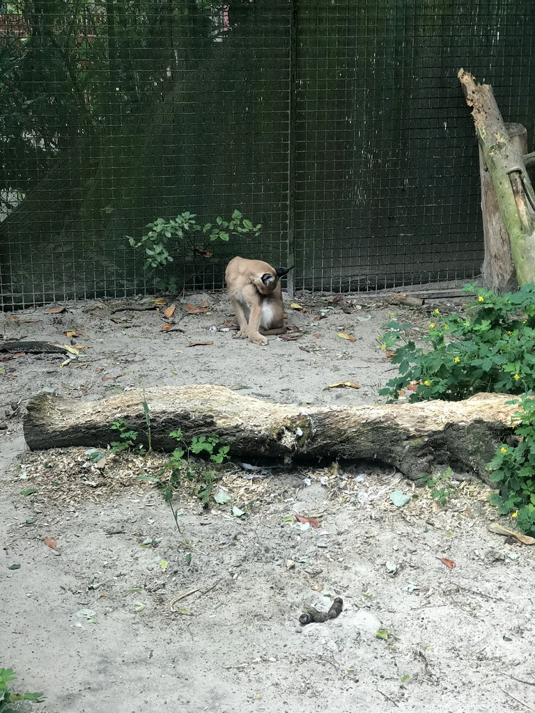 Caracal at the Dierenpark De Oliemeulen zoo