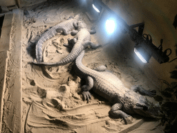 Crocodiles at the Ground Floor of the main building of the Dierenpark De Oliemeulen zoo