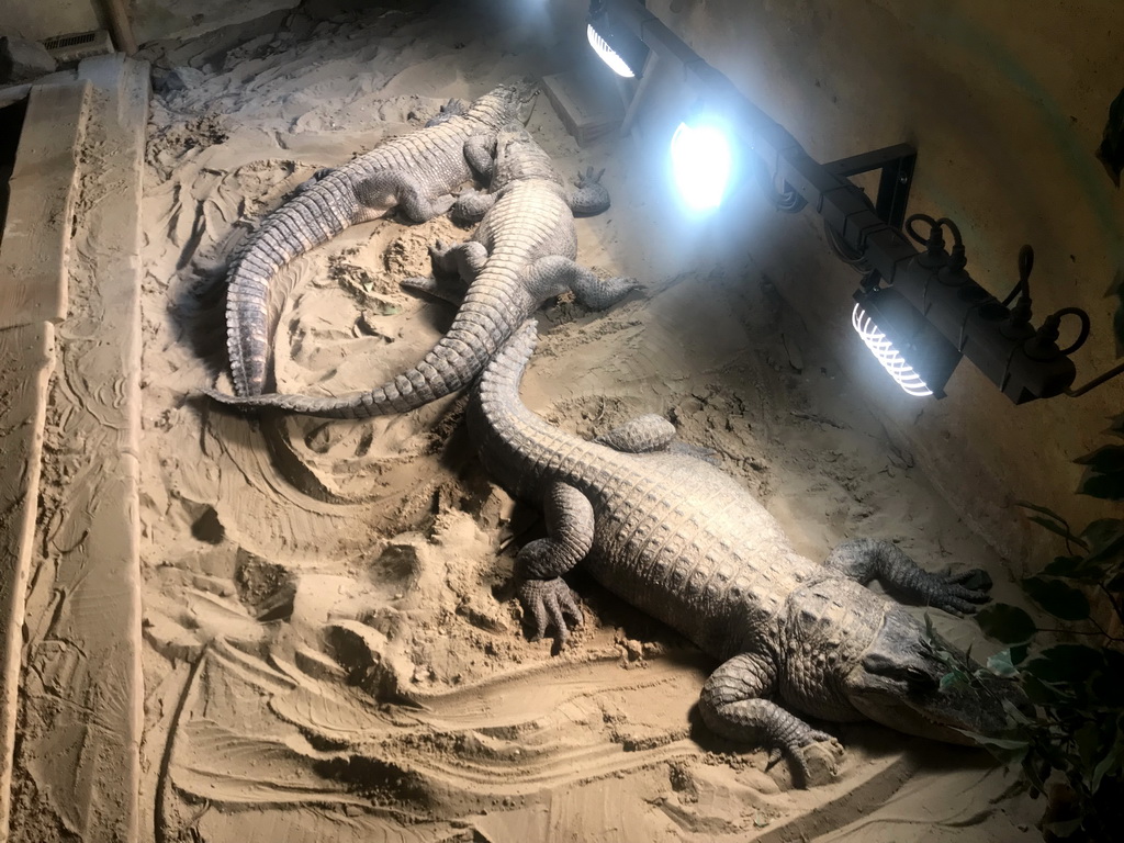 Crocodiles at the Ground Floor of the main building of the Dierenpark De Oliemeulen zoo