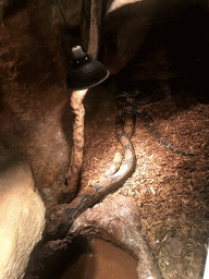 Common Northern Boa at the Upper Floor of the main building of the Dierenpark De Oliemeulen zoo