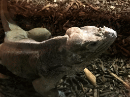 Lizard at the Upper Floor of the main building of the Dierenpark De Oliemeulen zoo