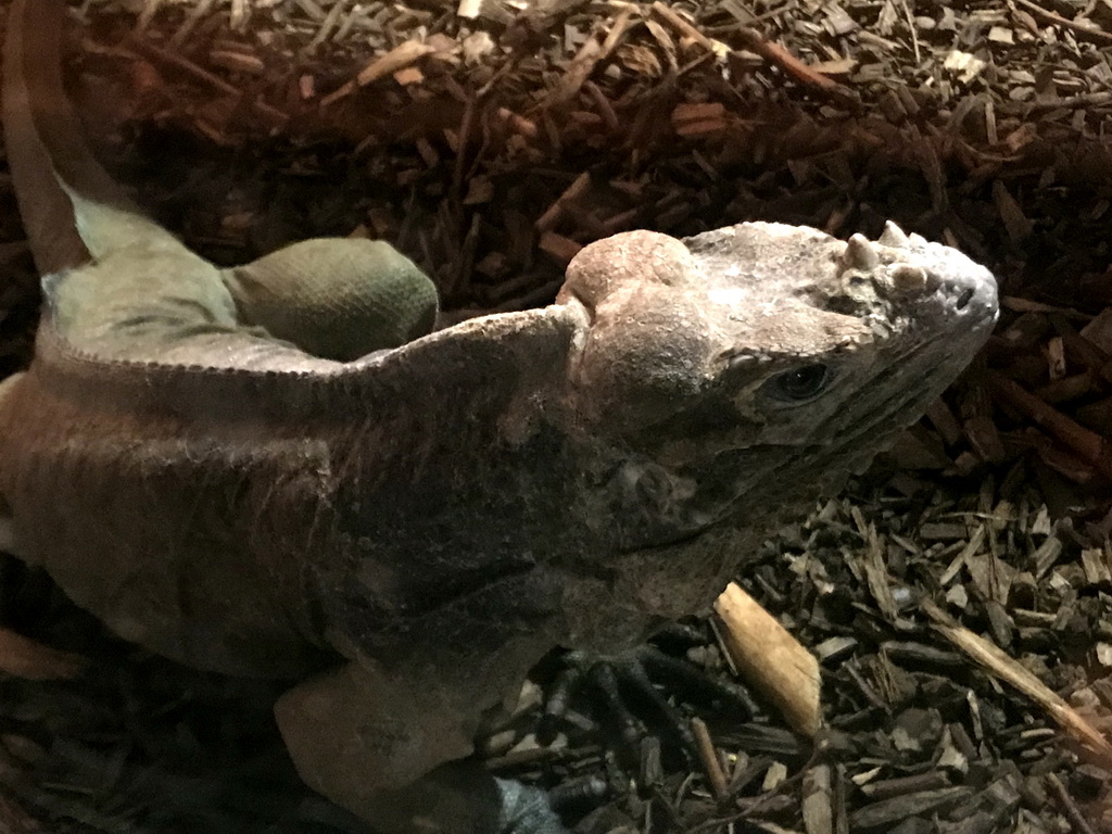 Lizard at the Upper Floor of the main building of the Dierenpark De Oliemeulen zoo