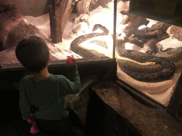 Snake at the Upper Floor of the main building of the Dierenpark De Oliemeulen zoo