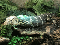 Lizard at the Upper Floor of the main building of the Dierenpark De Oliemeulen zoo