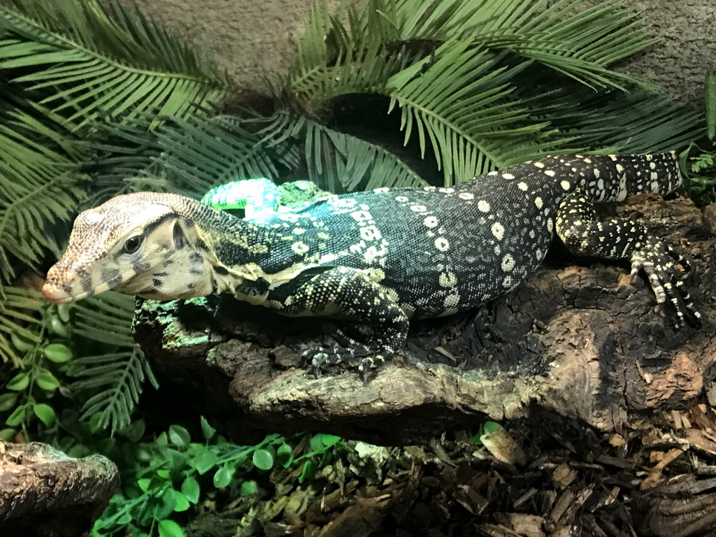 Lizard at the Upper Floor of the main building of the Dierenpark De Oliemeulen zoo