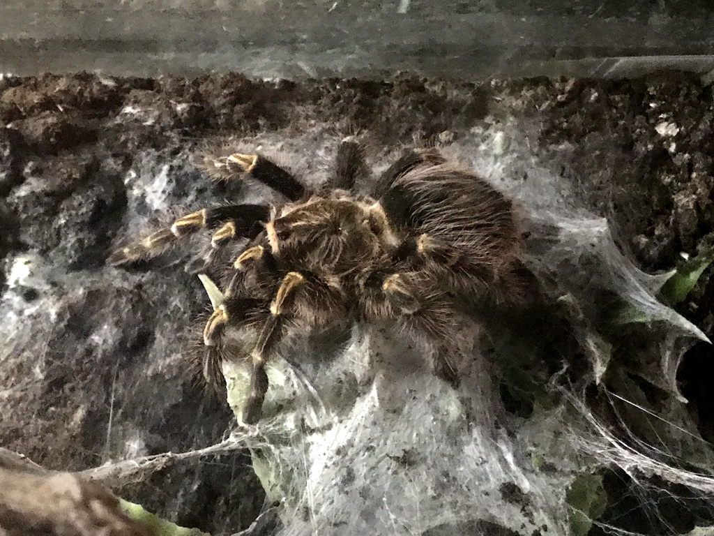 Tarantula at the Upper Floor of the main building of the Dierenpark De Oliemeulen zoo