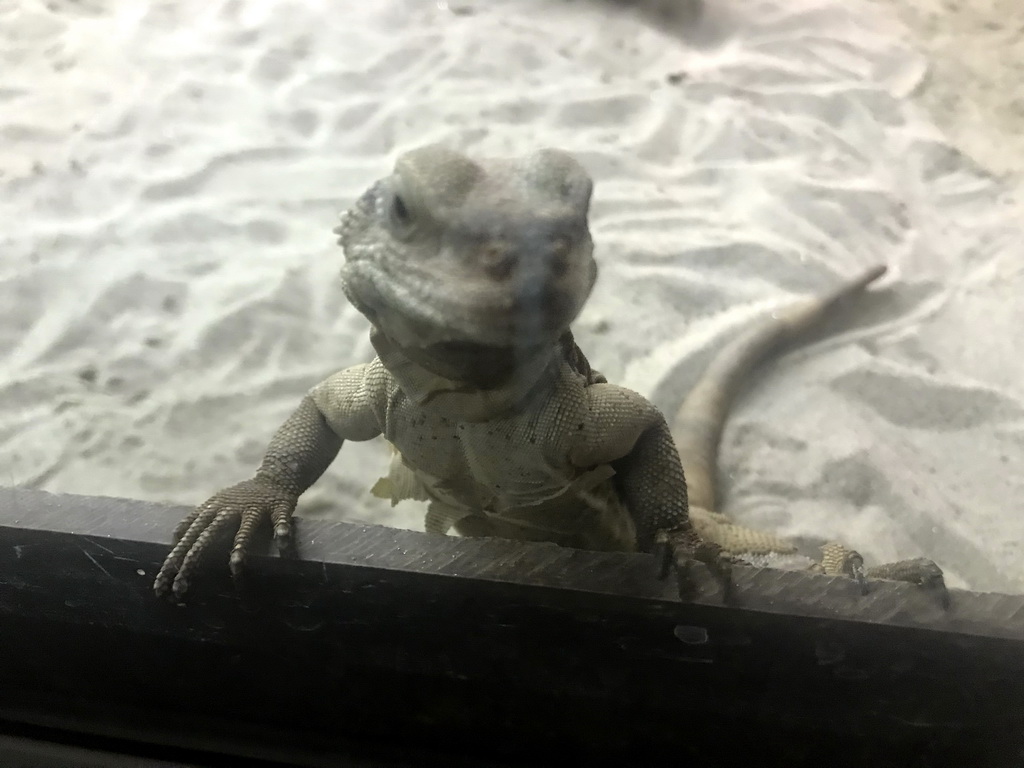 Chuckwalla at the Upper Floor of the main building of the Dierenpark De Oliemeulen zoo