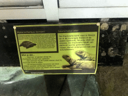 Explanation on the Chuckwalla at the Upper Floor of the main building of the Dierenpark De Oliemeulen zoo
