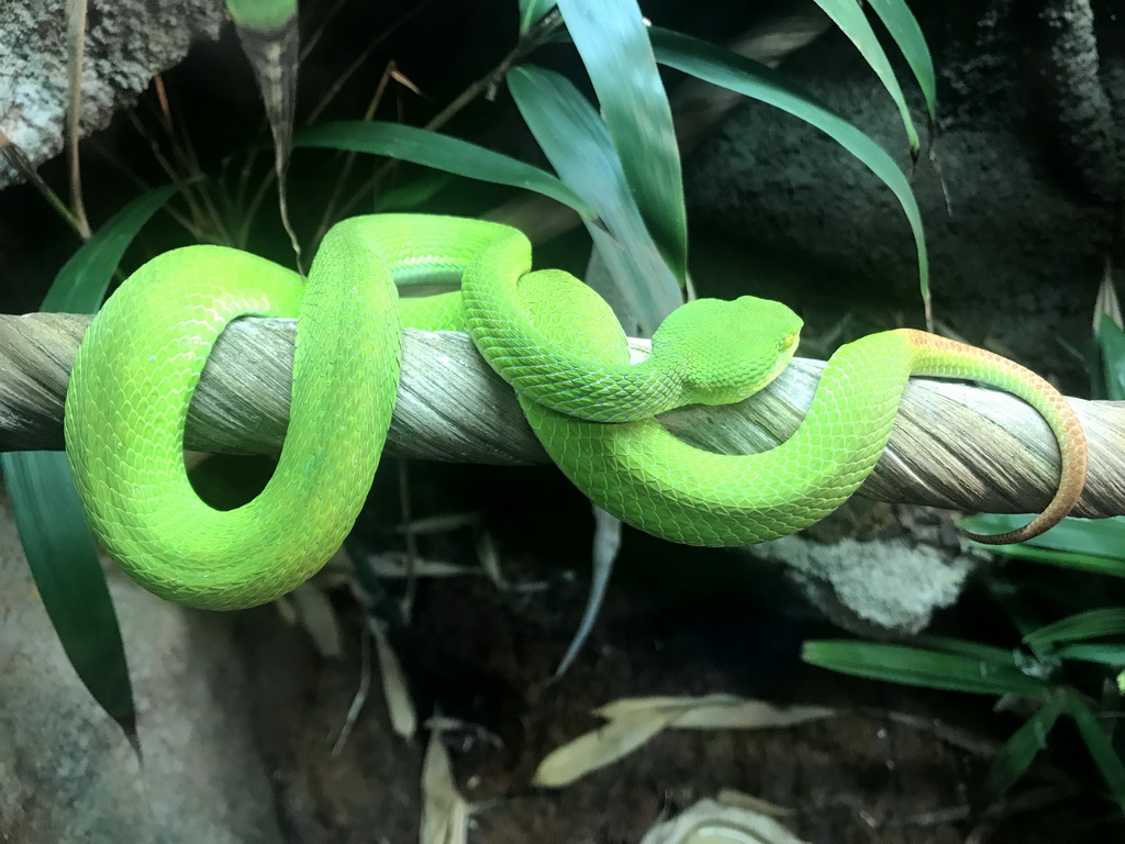 White-lipped Pit Viper at the Upper Floor of the main building of the Dierenpark De Oliemeulen zoo