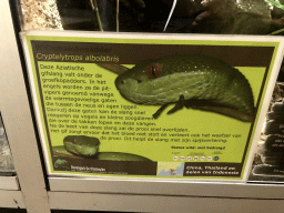 Explanation on the White-lipped Pit Viper at the Upper Floor of the main building of the Dierenpark De Oliemeulen zoo