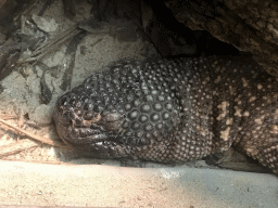 Beaded Lizard at the Upper Floor of the main building of the Dierenpark De Oliemeulen zoo