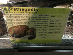 Explanation on the Beaded Lizard at the Upper Floor of the main building of the Dierenpark De Oliemeulen zoo