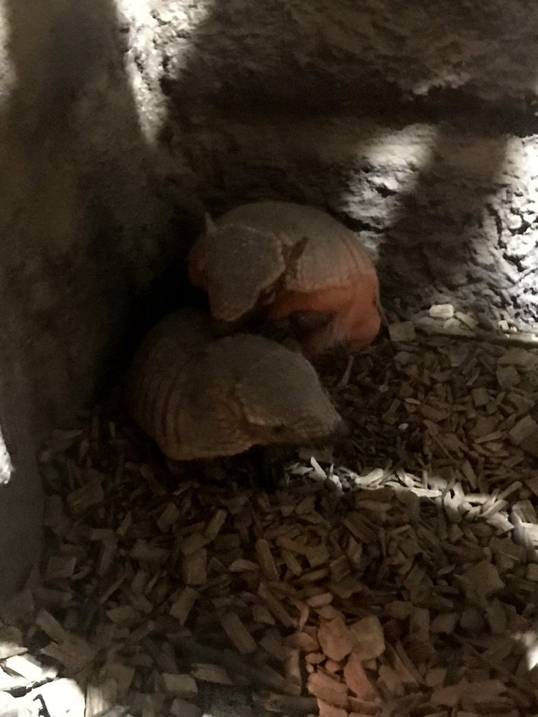 Armadillos at the Lower Floor of the main building of the Dierenpark De Oliemeulen zoo