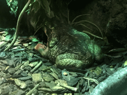 Toad at the Lower Floor of the main building of the Dierenpark De Oliemeulen zoo