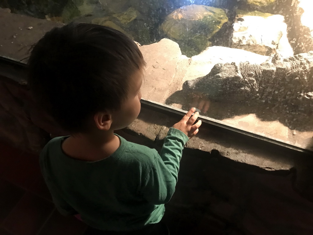 Max with a Dwarf Crocodile at the Lower Floor of the main building of the Dierenpark De Oliemeulen zoo