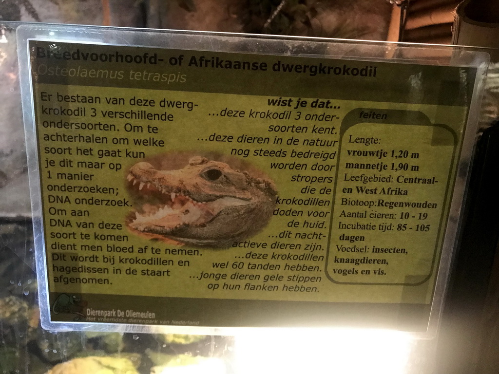 Explanation on the Dwarf Crocodile at the Lower Floor of the main building of the Dierenpark De Oliemeulen zoo
