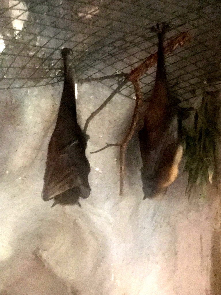 Fruit Bats at the Lower Floor of the main building of the Dierenpark De Oliemeulen zoo