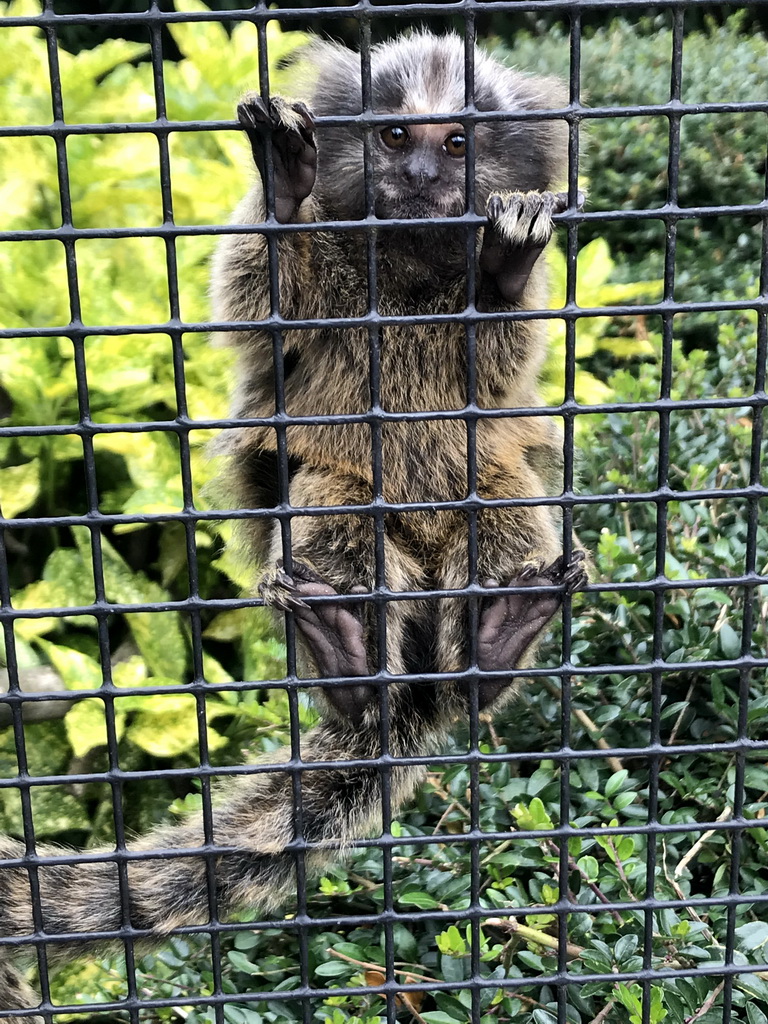 Pygmy Marmoset at the Dierenpark De Oliemeulen zoo