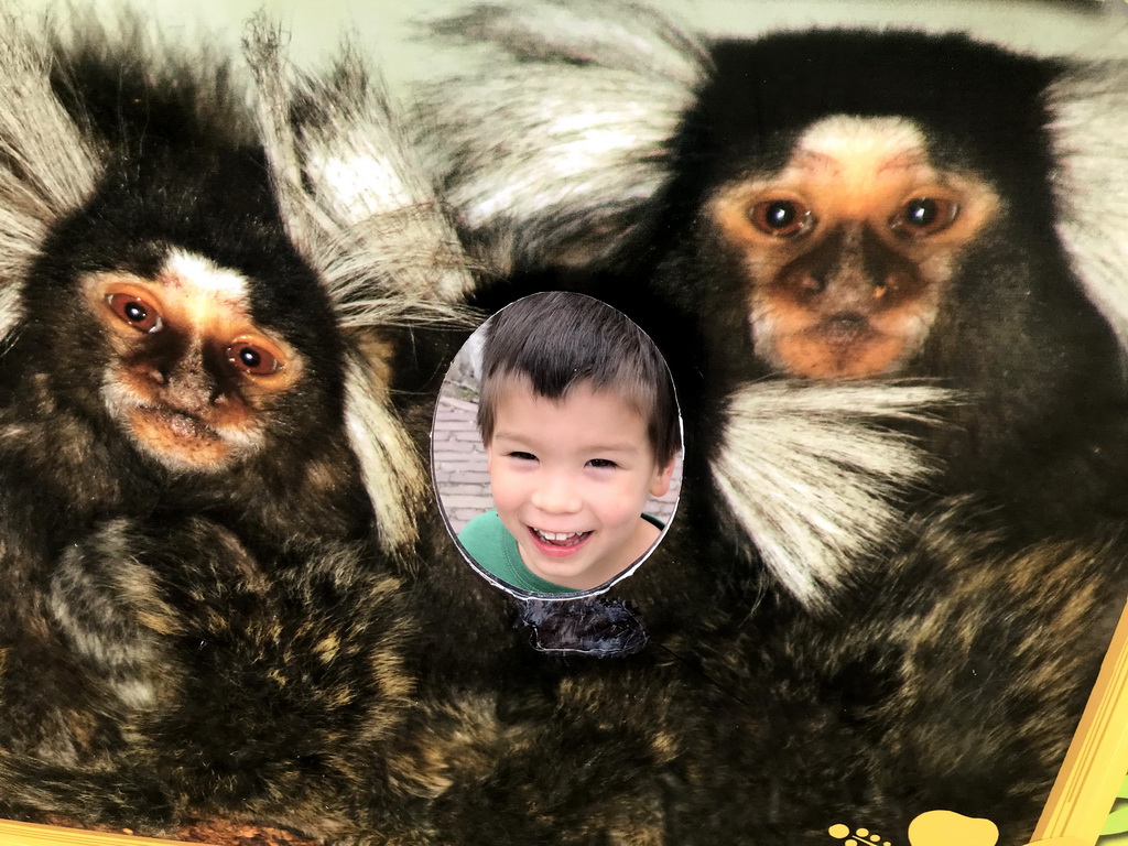 Max with a poster of Cotton-top Tamarins at the Dierenpark De Oliemeulen zoo