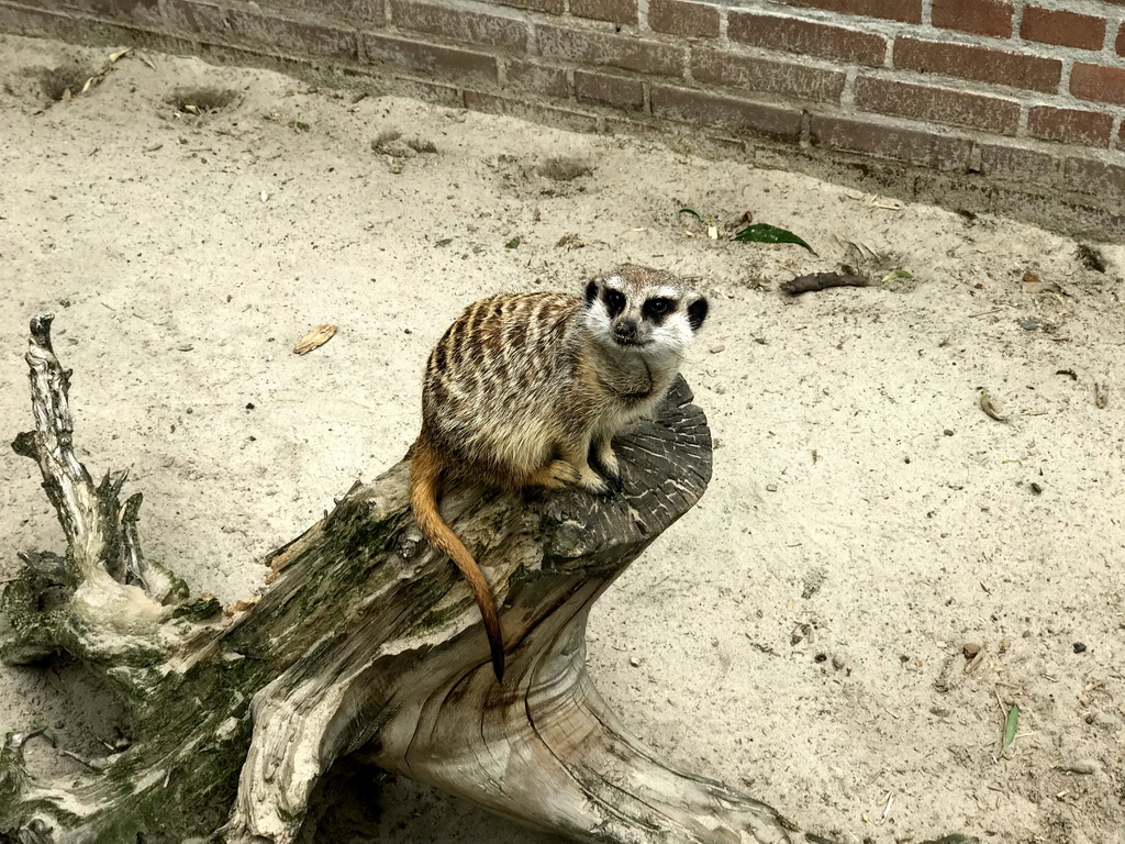 Meerkat at the Dierenpark De Oliemeulen zoo