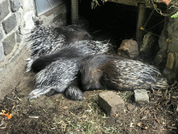 Porcupines at the Dierenpark De Oliemeulen zoo