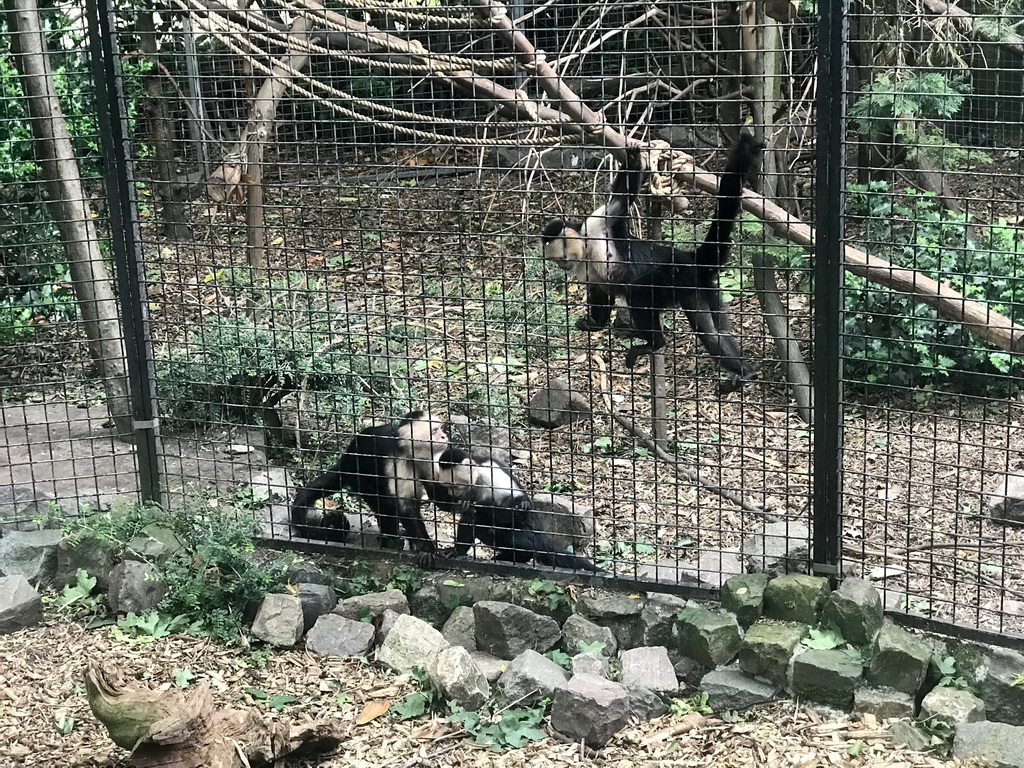 Capuchin Monkeys at the Dierenpark De Oliemeulen zoo