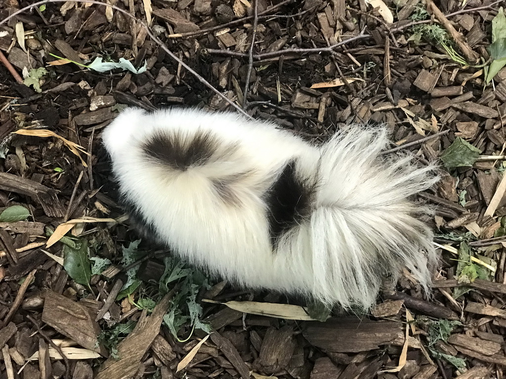 Skunk at the Dierenpark De Oliemeulen zoo