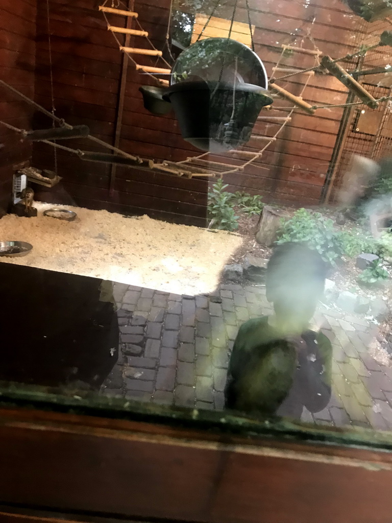 Max with a Squirrel Monkey at the Dierenpark De Oliemeulen zoo