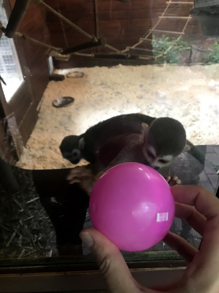 Squirrel Monkeys and a ball at the Dierenpark De Oliemeulen zoo