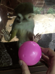 Squirrel Monkey and a ball at the Dierenpark De Oliemeulen zoo