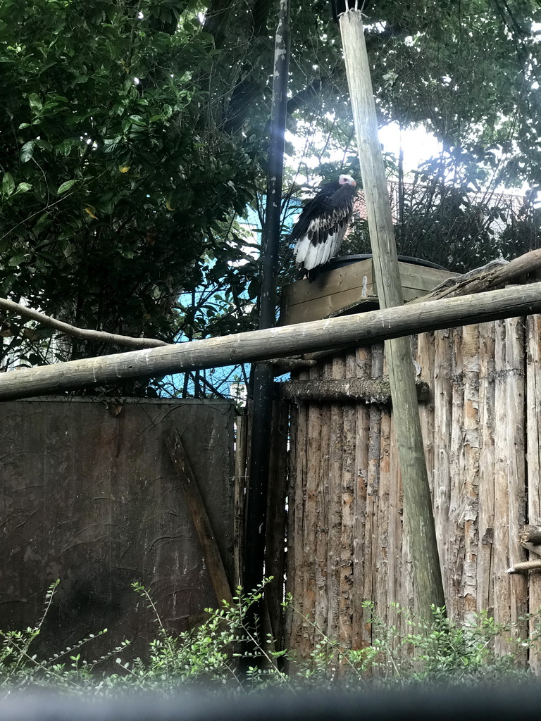 Griffon Vulture at the Dierenpark De Oliemeulen zoo