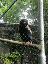 Bateleur at the Dierenpark De Oliemeulen zoo