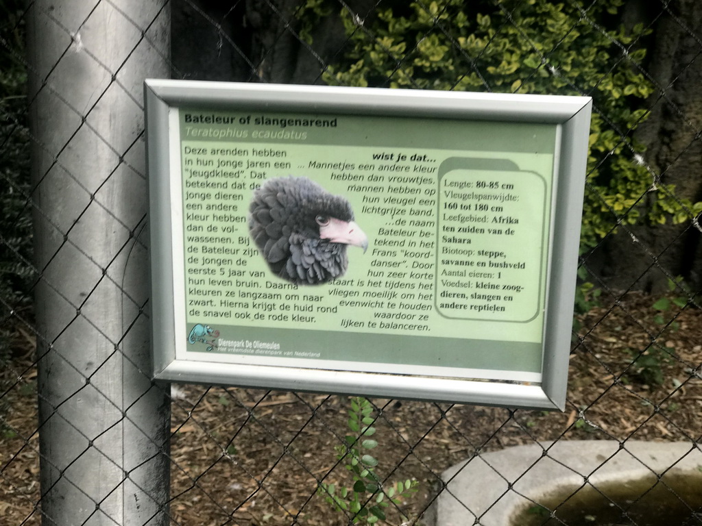 Explanation on the Bateleur at the Dierenpark De Oliemeulen zoo