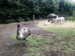 Emu and Alpacas at the Dierenpark De Oliemeulen zoo