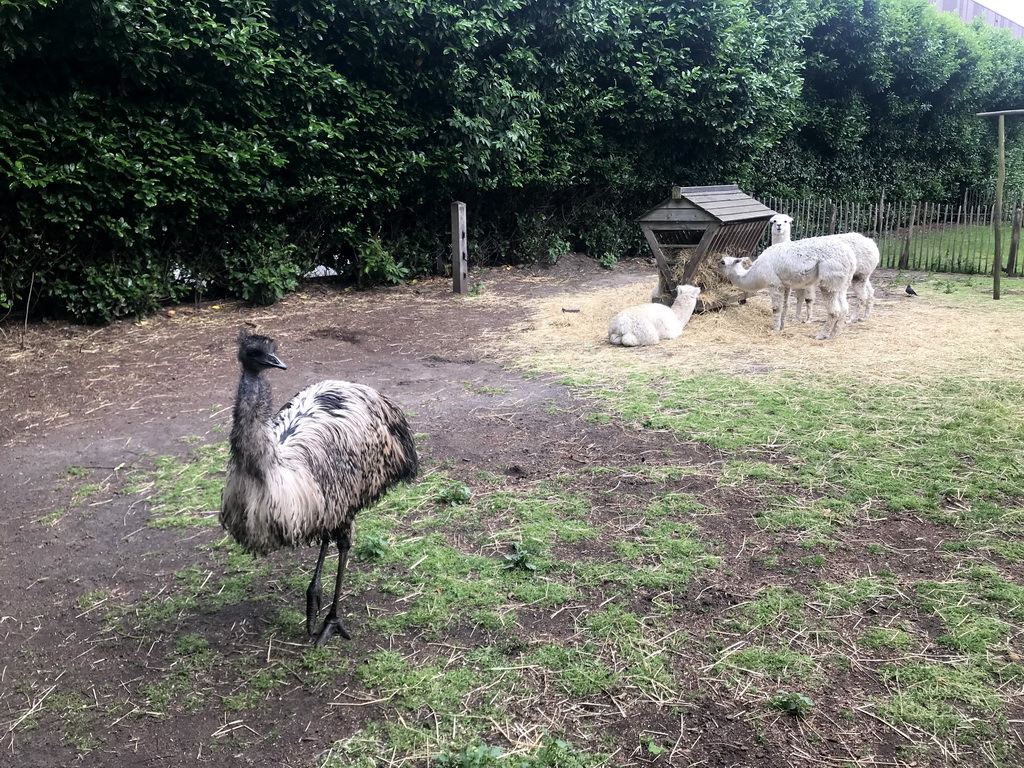 Emu and Alpacas at the Dierenpark De Oliemeulen zoo