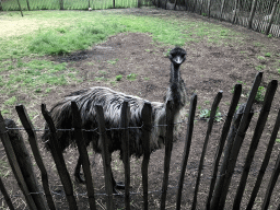 Emu at the Dierenpark De Oliemeulen zoo