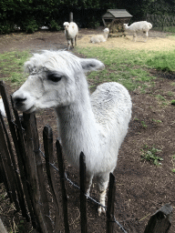 Alpacas at the Dierenpark De Oliemeulen zoo