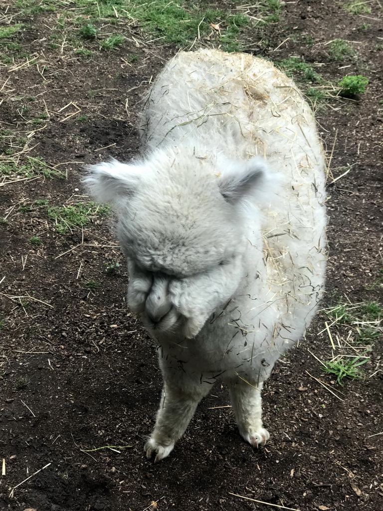 Alpaca at the Dierenpark De Oliemeulen zoo