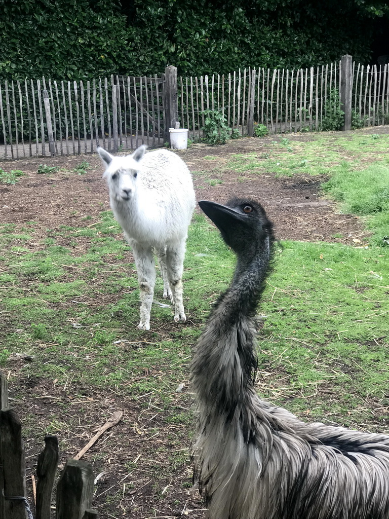 Alpaca and Emu at the Dierenpark De Oliemeulen zoo