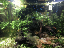 Fishes at the Lower Floor of the main building of the Dierenpark De Oliemeulen zoo
